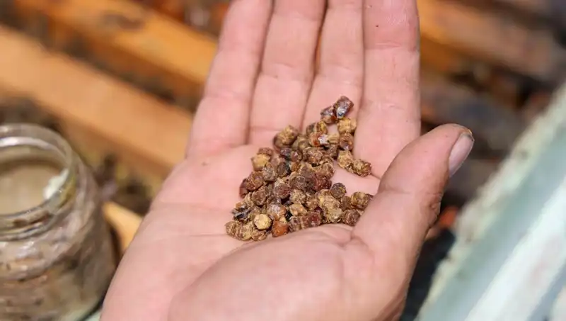 Eskiden Çöpe Atılan Besin: Şimdi Kilosu 3 Bin TL'den Satılıyor!