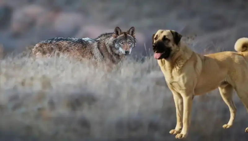Kangal Köpeği Talebindeki Artışın Sebebi: Kurt Popülasyonu!