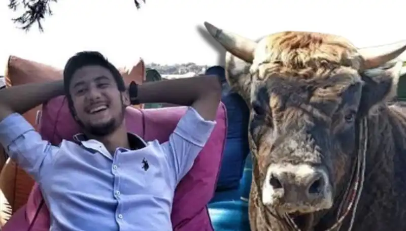 Aydın’da Güreş Boğası Hayatını Kaybetti: Olayın Ardındaki Gerçekler