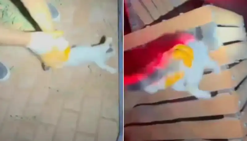 Gece Yarısında İtfaiye Ekiplerinin Kedi Kurtarma Operasyonu