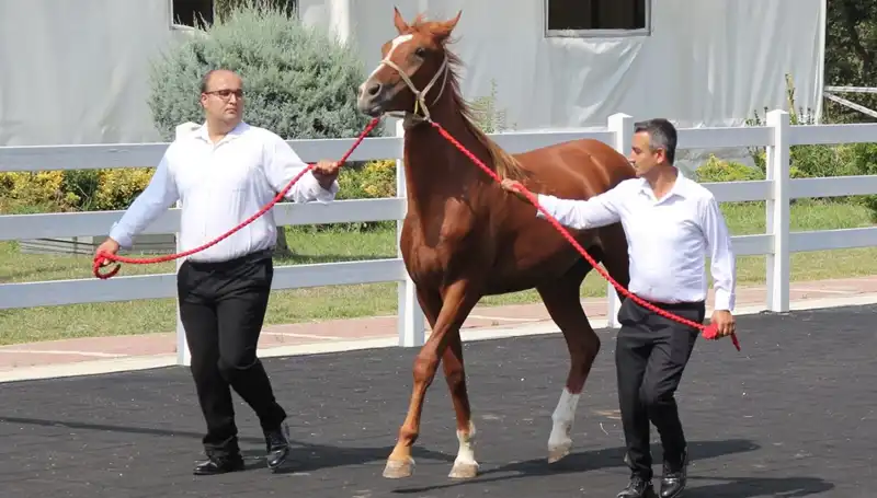 Taşkın Kral, Yeni Rekoru ile Gözleri Üzerine Çekti!