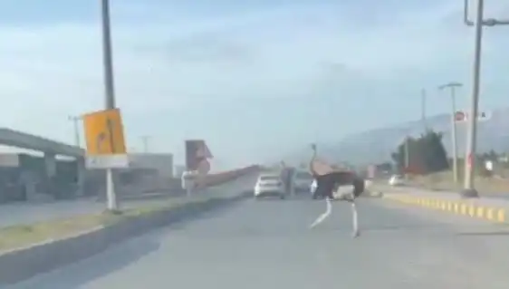 Trafikte Deve Kuşu Görüntüleri Sosyal Medyayı Salladı: Neler Oluyor?