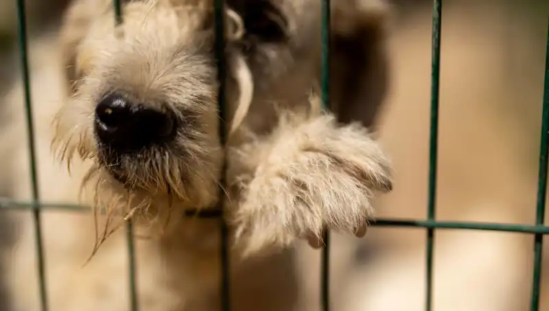 İş Stresinin Köpekler Üzerindeki Şaşırtıcı Etkileri Nedir?