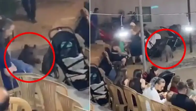 Düğün Eğlencesine Dalan Yaban Domuzu: Panic Anları!