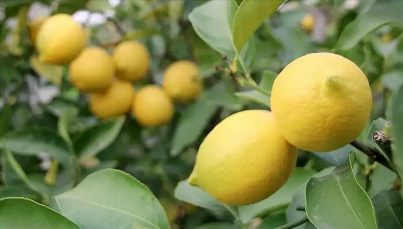Limon Fiyatları Tavan Yaptı: Adeti 24 Lira Oldu!