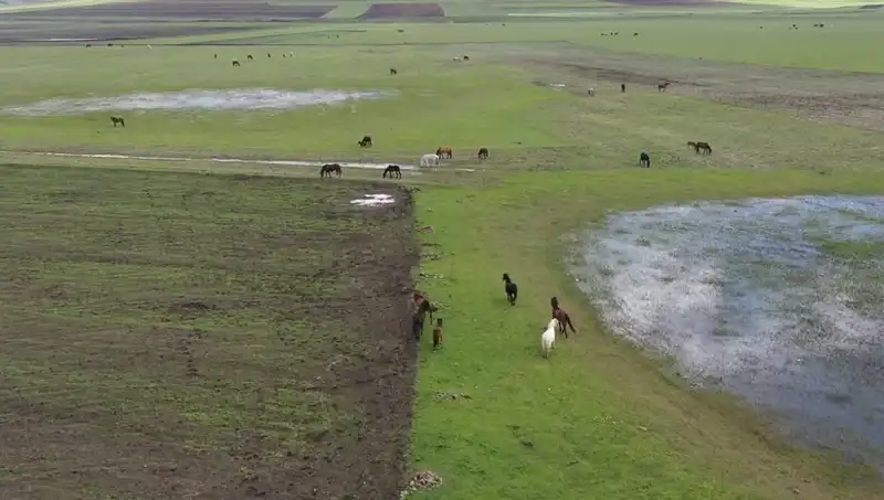 Kars'ın Yeşeren Doğasında Yılkı Atları Görüntülendi: Doğa ve Hayvanlar Buluşuyor