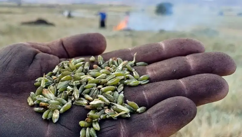 Firik Sezonu Başladı: Nefis Tadıyla Gastronomi Tutkunlarını Bekliyor!
