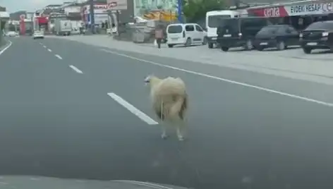 Yalova’da Kurbanlık Hayvan Kaçışı Trafiği Felç Etti!