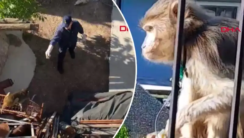 Muğla'da Gözlerinizi Hayretle Açtıran Maymun Kovalamacası!