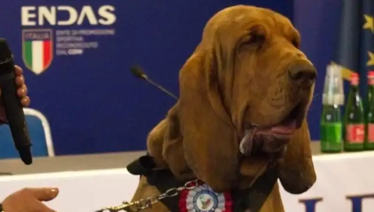 Arama Köpeğine Suikast: Çivili Sosisle Öldürülen Kahraman İhtiyaç Duyuyoruz!